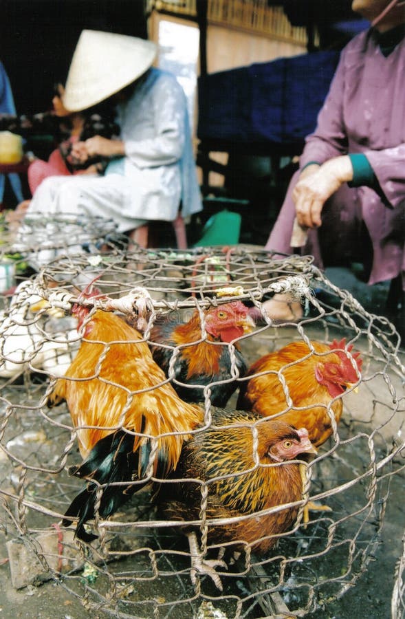 Chickens at market stock image. Image of asia, barn, industry 250083