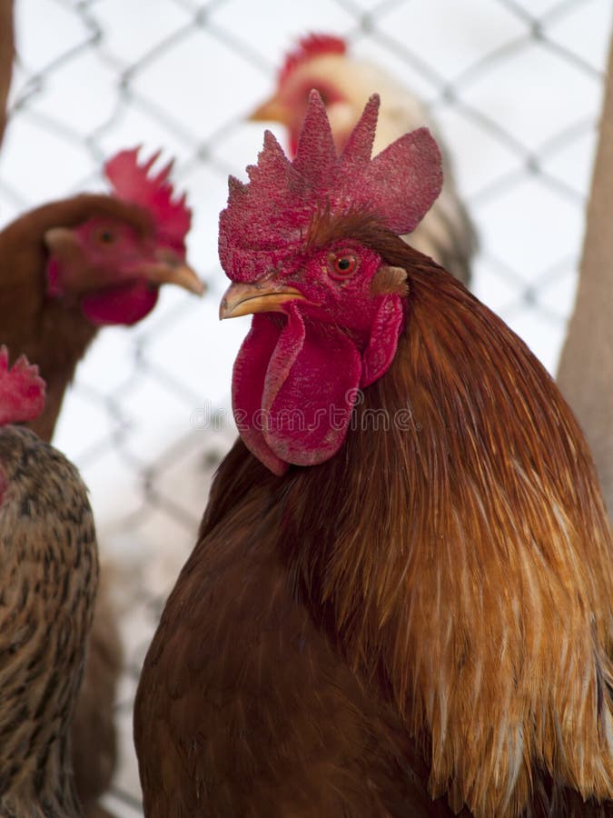 Chickens stock image. Image of male, diet, agriculture 85963795