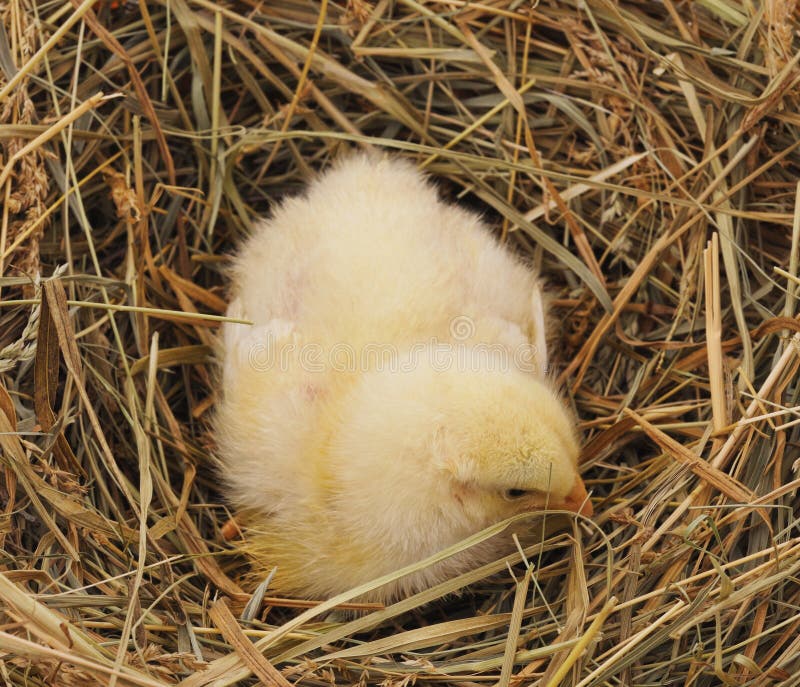 Chickens in a nest of hay stock image. Image of small 136764013