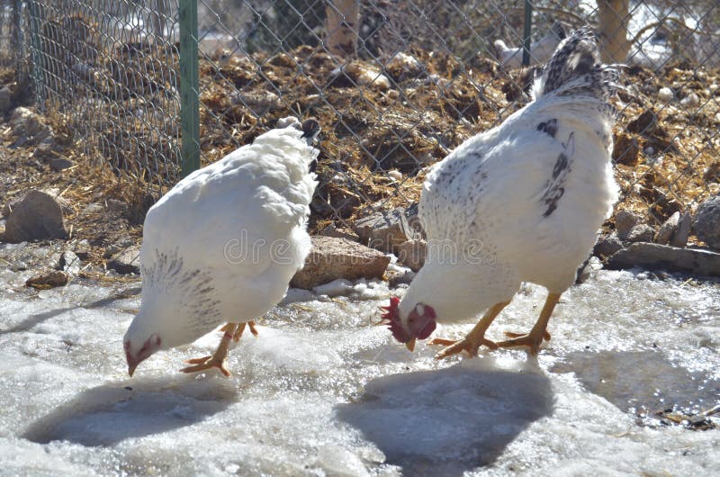 Chickens Pecking Around on a Dozen Eggs in Carton Stock Photo Image