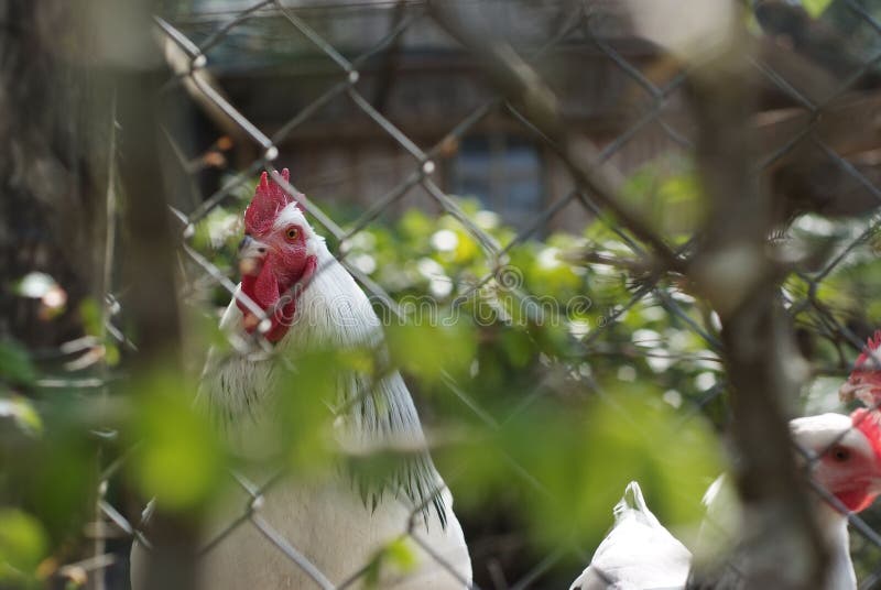 Chickens, Peeking through a Fence in a Rural Setting Stock Image