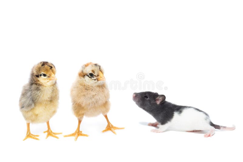 Animals on White Background Stock Photo - Image of hairy, animals: 164545414 Animals on White Background Stock Photo - Image of hairy, animals: 164545414