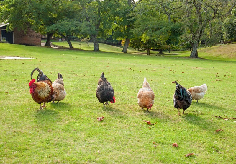 Chickens Roaming Around a Meadow in Worcester. Stock Image Image of