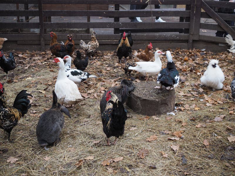 Chickens and Rooster in Henhouse on Country Farm Stock Photo Image of