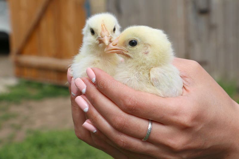 Chickens are in safe stock photo. Image of child, care 86041208