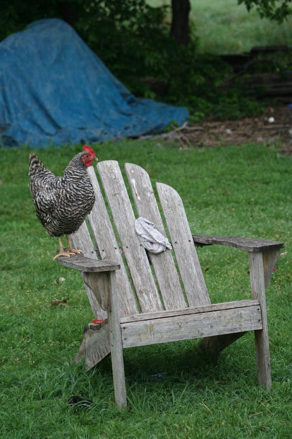 Chickens on chair stock photo. Image of eggs, flock, wyandotte 41336024