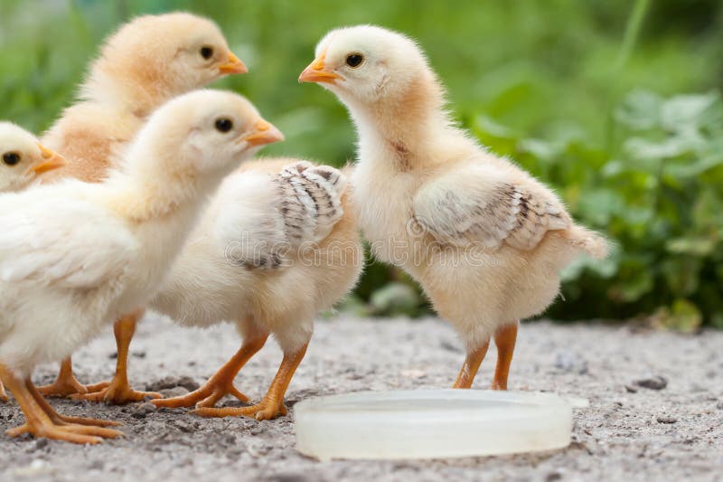 Chickens stock image. Image of yellow, farming, newborn 80207697