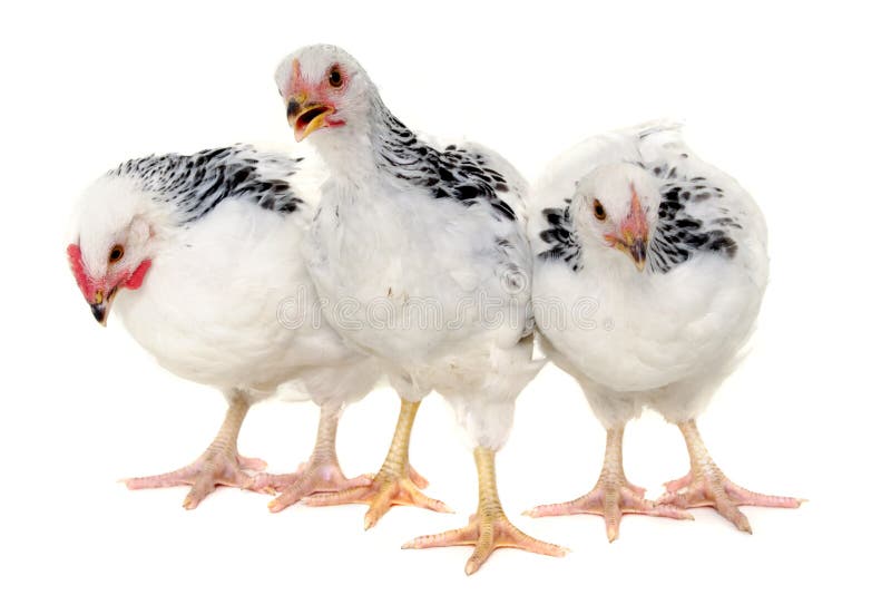 Chickens on white background