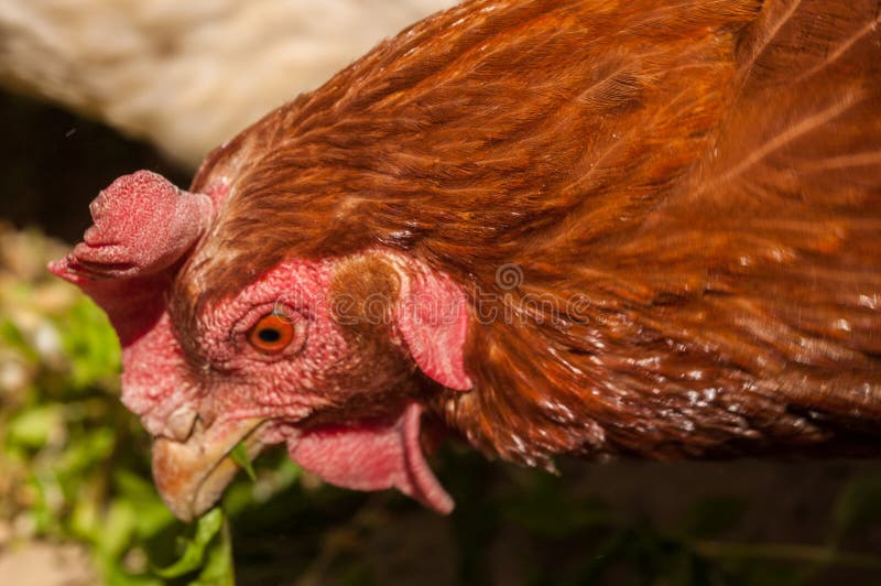 Chickens in the Yard Eat Grass. Domestic Animals Stock Photo Image of feather, grass 180305634