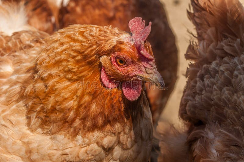 Chickens in the Yard Eat Grass. Domestic Animals Stock Photo Image of feather, grass 180305634
