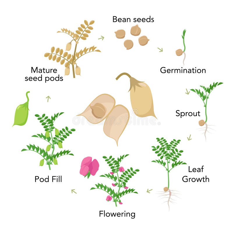 Chickpea Plant Growth Stages Infographic Elements. Growing Process of ...