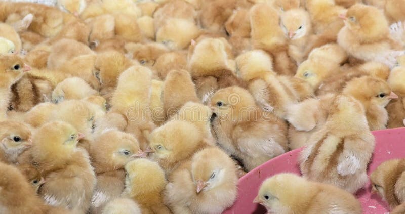 Chicks stock photography