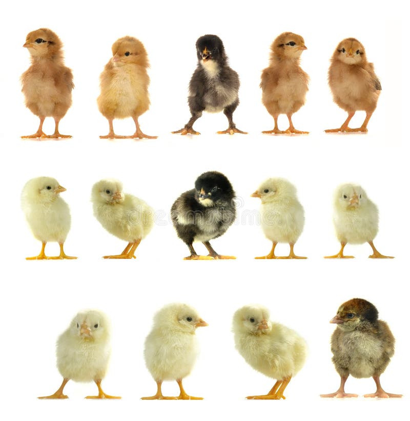 Chicks