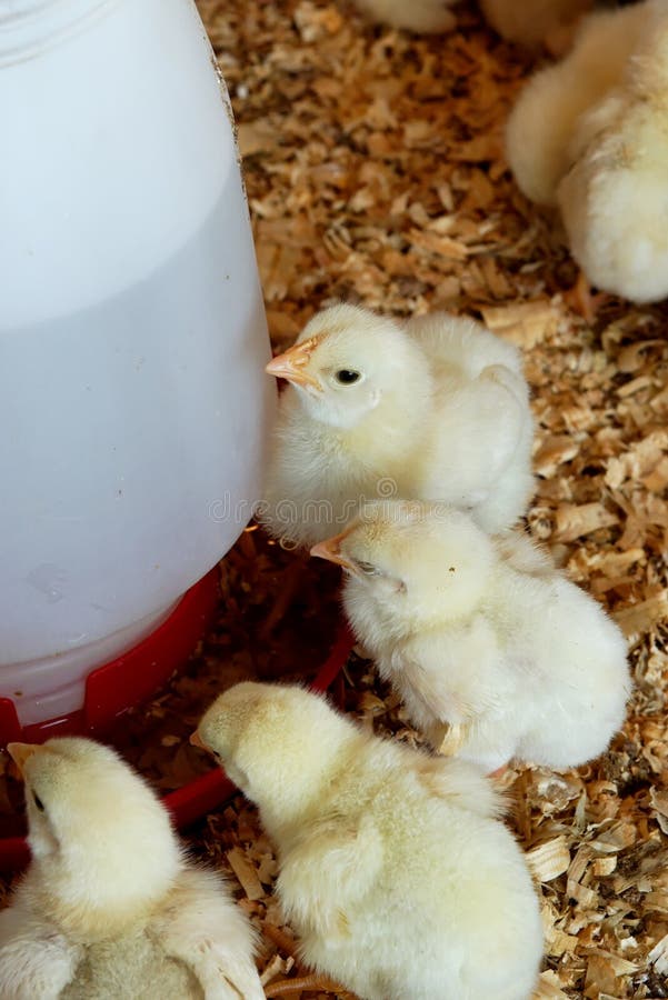 Chicks