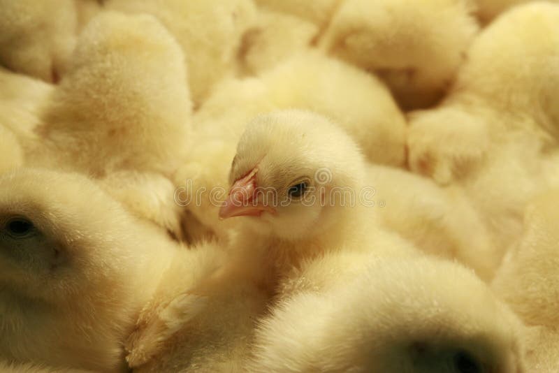 Chicks royalty free stock image