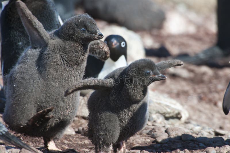 Chicks of Adelie penguins stock image Chicks of Adelie penguins stock image