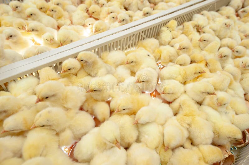 Baby chicks just coming out from Eggs.