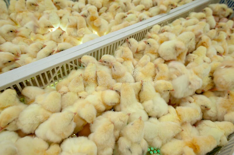 Baby chicks just coming out from Eggs. stock image Baby chicks just coming out from Eggs. stock image