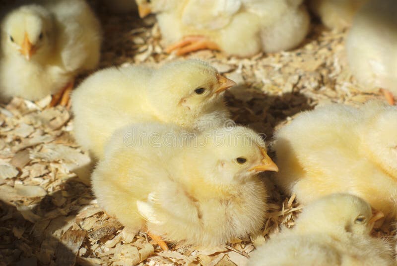 Chicks in the Chicken Coop with Natural Sunlight Stock Photo Image of