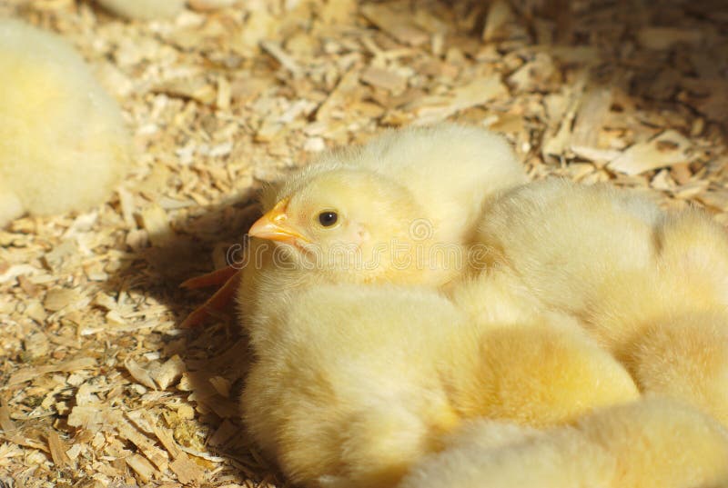 Chicks in the Chicken Coop with Natural Sunlight Stock Image Image of