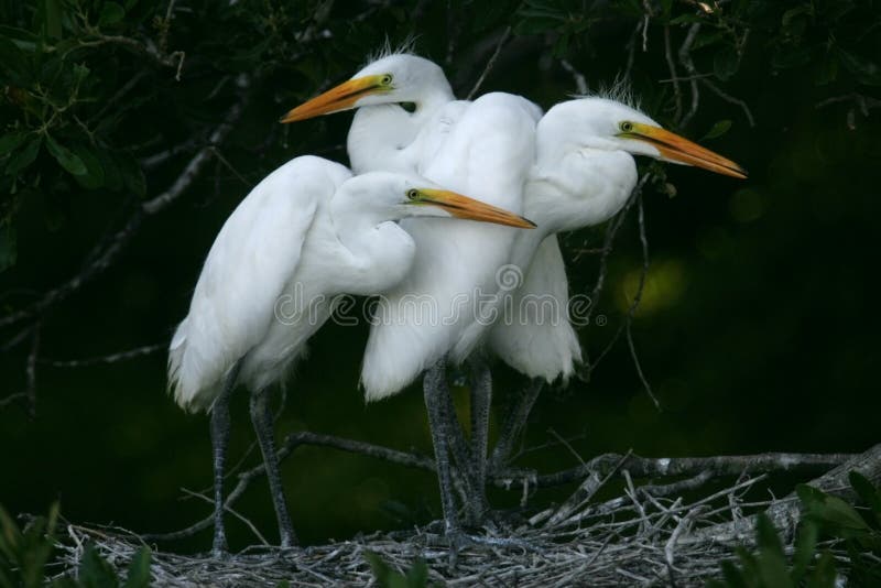 Chicks egret great white στοκ εικόνα
