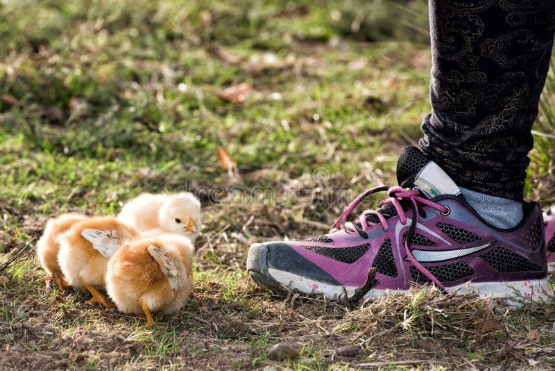 Chicks in a Farm with Girl Shoe Stock Photo Image of chickens, nest