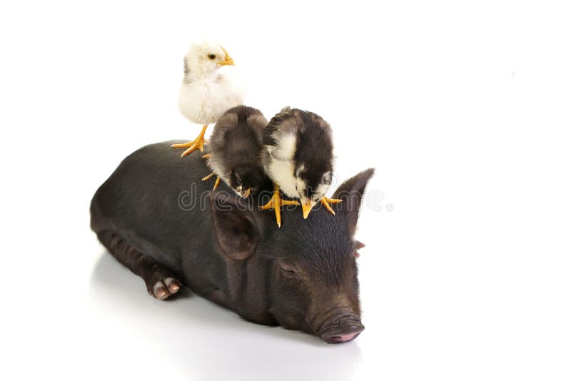 Chicks on pig