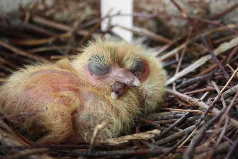 1 Pigeon Chicks Photos Free Royalty Free Stock Photos From Dreamstime 1 Pigeon Chicks Photos Free Royalty Free Stock Photos From Dreamstime