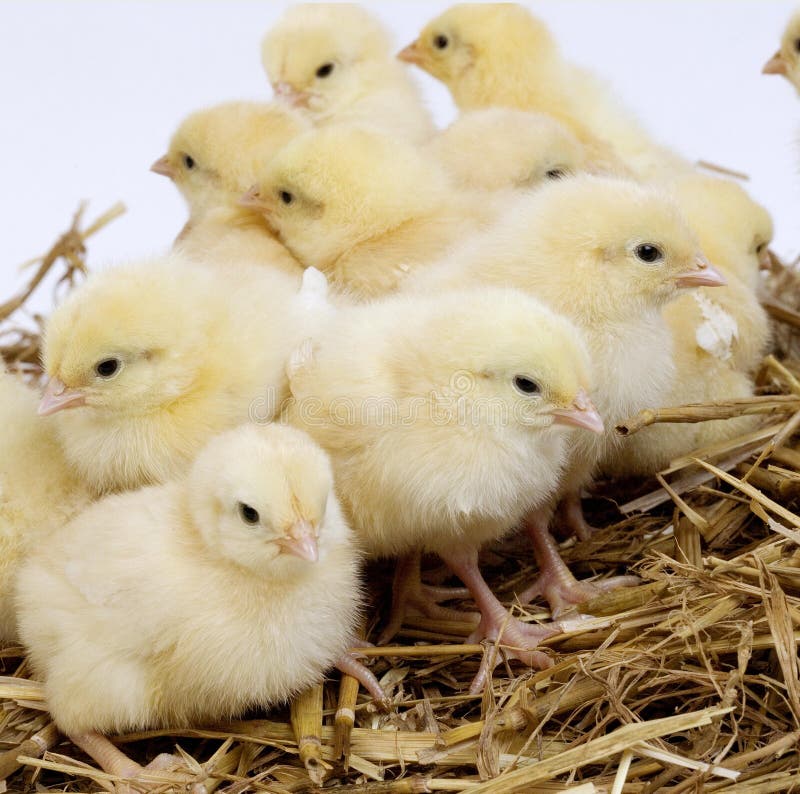 CHICKS on STRAW AGAINST WHITE BACKGROUND Stock Image Image of