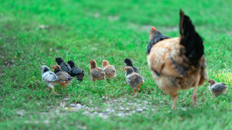 Chicks walking with mum hen that follows them.