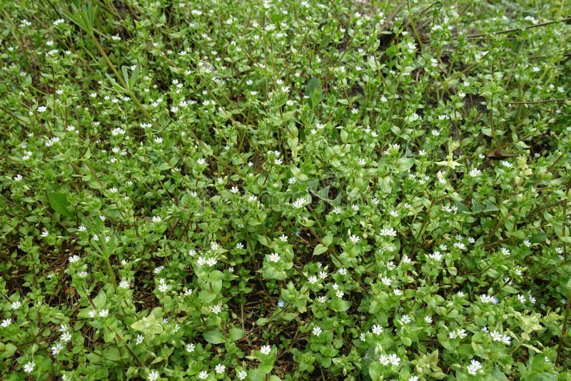 Chickweed with White Flowers in Spring Stock Photo Image of grassy, flora 140648698