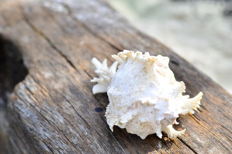 Chicoreus ramosus, Marine animals that live on coral reefs where the sea tides fluctuate. It looks like a single clam. The shell is thick and has thorns protruding from the body. white peel skin.