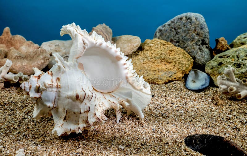 White Chicoreus Ramosus Murex seashell on a sand underwater. White Chicoreus Ramosus Murex seashell on a sand underwater