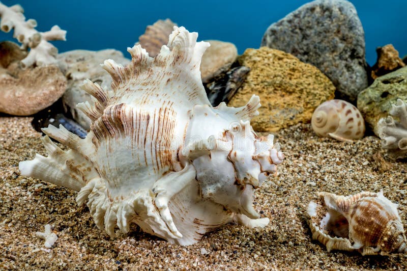 White Chicoreus Ramosus Murex seashell on a sand underwater. White Chicoreus Ramosus Murex seashell on a sand underwater