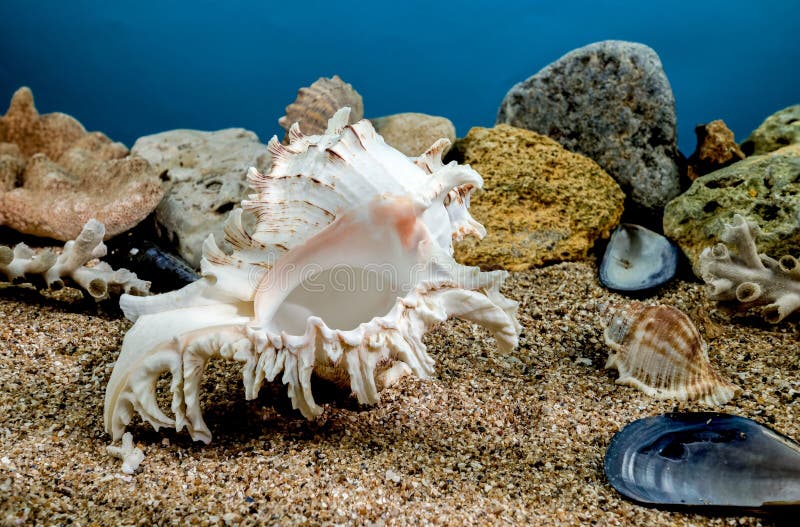 White Chicoreus Ramosus Murex seashell on a sand underwater. White Chicoreus Ramosus Murex seashell on a sand underwater