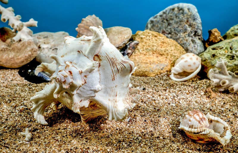 White Chicoreus Ramosus Murex seashell on a sand underwater. White Chicoreus Ramosus Murex seashell on a sand underwater