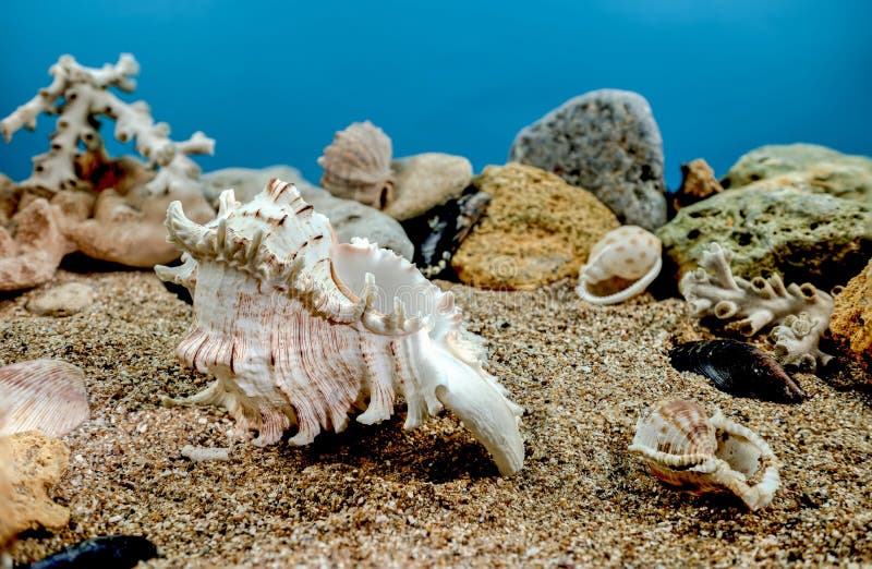 White Chicoreus Ramosus Murex seashell on a sand underwater. White Chicoreus Ramosus Murex seashell on a sand underwater