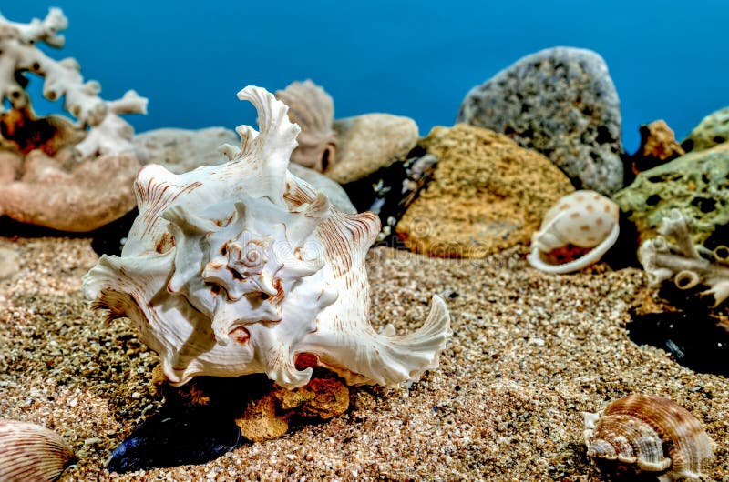 Chicoreus Ramosus Murex seashell underwater. White Chicoreus Ramosus Murex seashell on a sand underwater