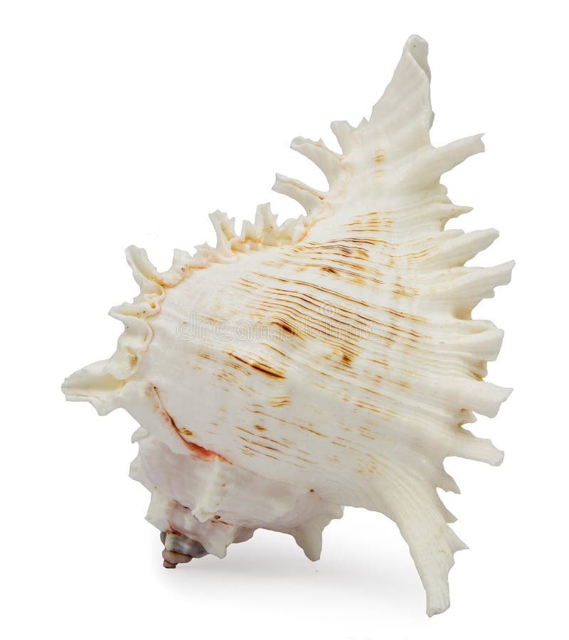 Chicoreus ramosus seashell on white background