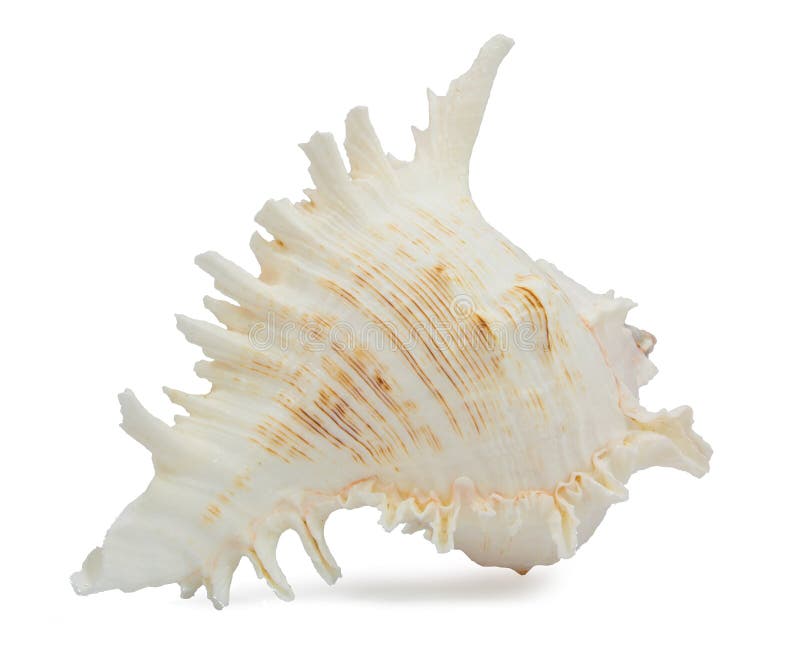 Chicoreus ramosus seashell on white background