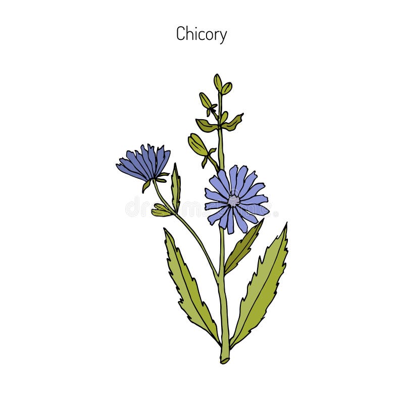 Chicory Cichorium Intybus stock vector. Illustration of petal - 88762504