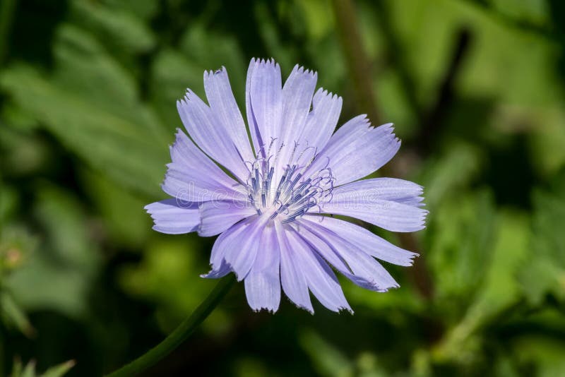 Chicory (Cichorium intybus) in natural habbitat