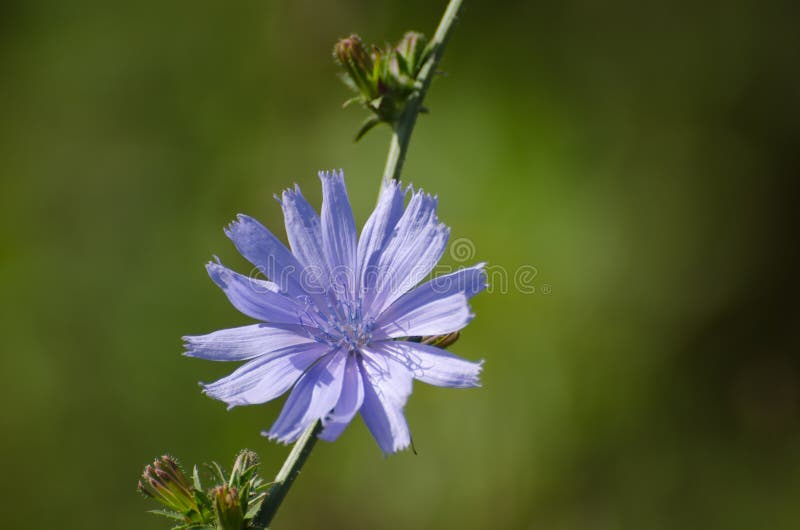 Chicory Flower Closeup at a Stem Stock Photo Image of fragility, blue
