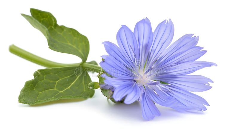 Chicory flower with leaf isolated on white background macro stock images
