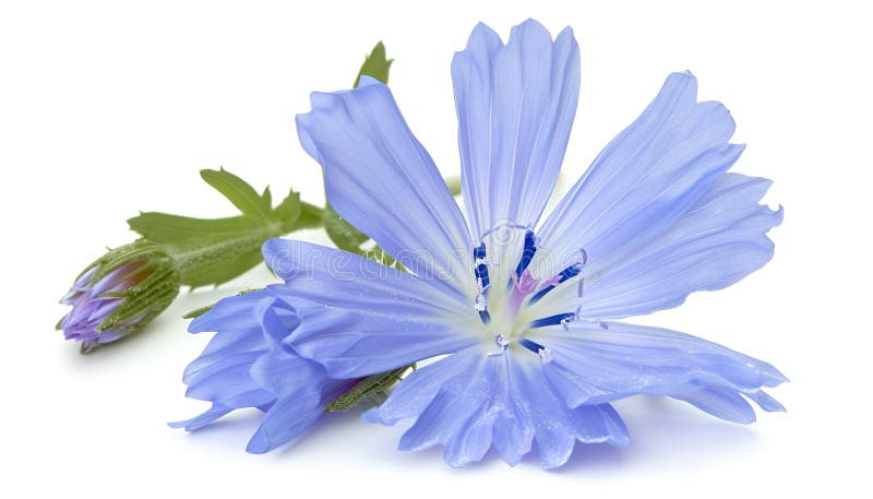 Chicory flower with leaf isolated on white background macro stock images