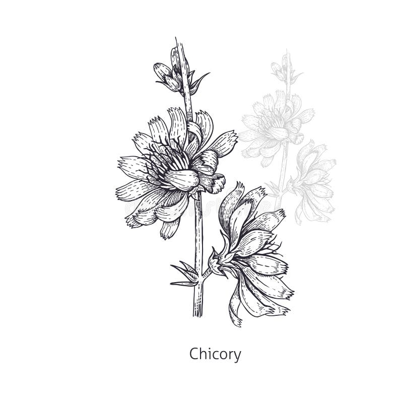 Chicory Drawing Stock Illustrations – 899 Chicory Drawing Stock Illustrations, Vectors & Clipart - Dreamstime