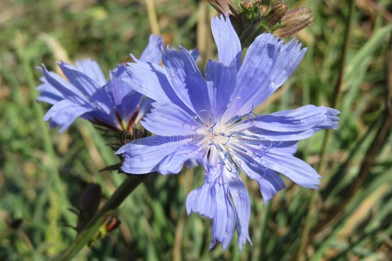 Chicory Flowers in the Garden, Closeup Stock Image Image of botany