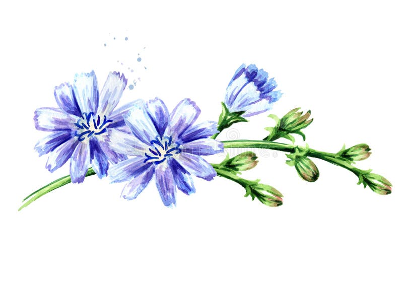 Chicory Ordinary Or сommon Or Cichorium Intybus Flowers. Watercolor ...