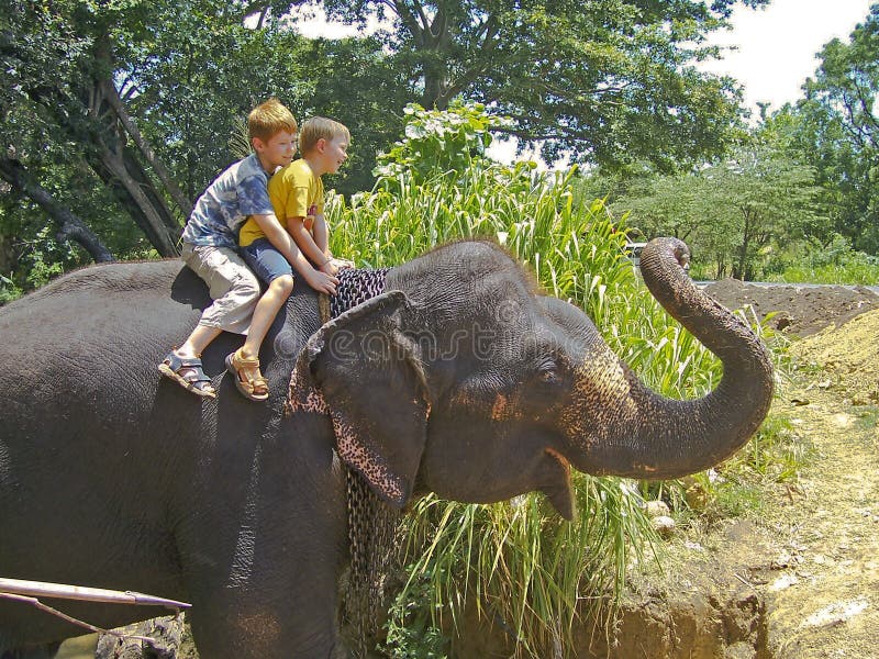 Chicos montando en la espalda de un elefante imagen de archivo