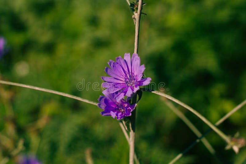 Chicória de florescência imagem de stock Chicória de florescência imagem de stock